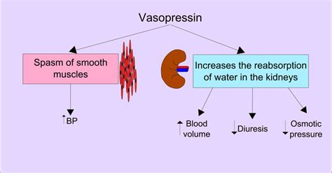 Vasopressin Characteristics And Functions SCALAR LIGHT