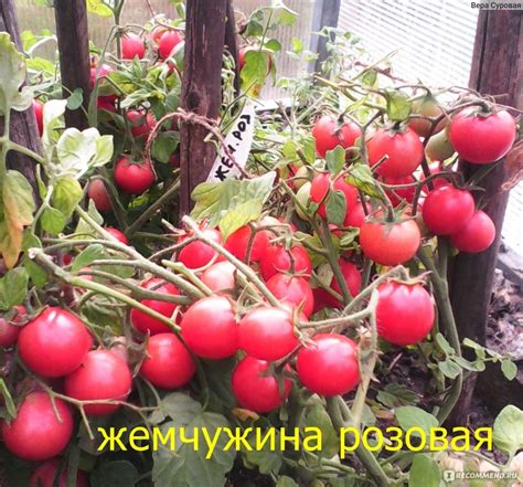 Томат Розовая Жемчужина - «Томаты, которые "растут сами"» | отзывы