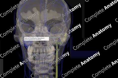 Vein of Vestibular Aqueduct (Left) | Complete Anatomy