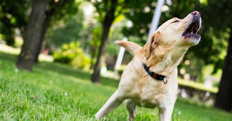 Le Chien De Mon Voisin Aboie Que Puis Je Faire