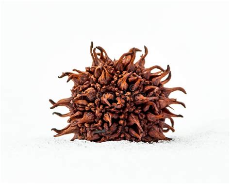 Sweet Gum Seed Pod Stock Photo Image Of United Closeup 69961172