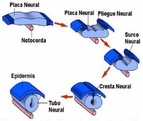 Desarrollo Embrional Del Sistema Nervioso A Partir De La Neurulación