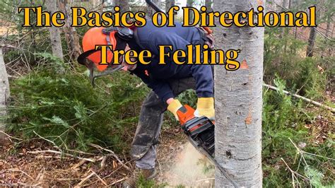 Learn The Basics Of Directional Tree Felling Youtube