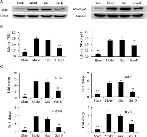 Effects Of Gastrodin Gas And Its Derivative Gas D On Tlr Nf Kb