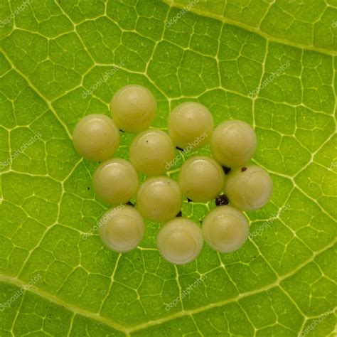 Butterfly Eggs