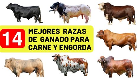 Las Mejores Razas De Vacas Para Carne Que Debes Probar La Carne De