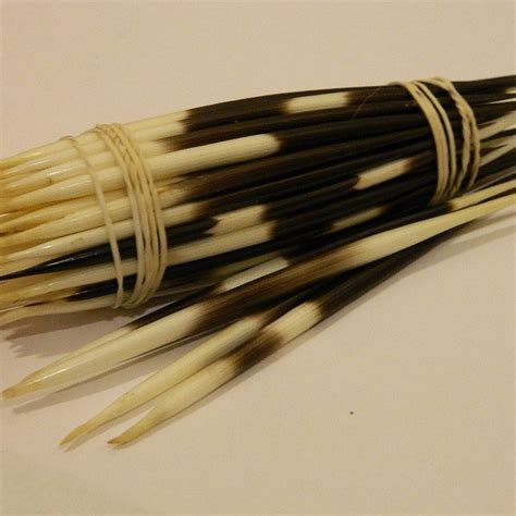 Porcupine Quills - Etsy