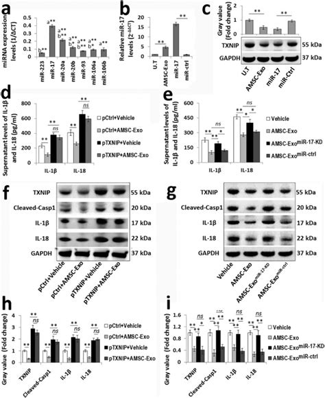 AMSC Derived Exosomes Alleviate Lipopolysaccharide D Galactosamine