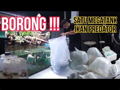 Sikat Habis Borong Ikan Predator Monster Satu Megatank Habis