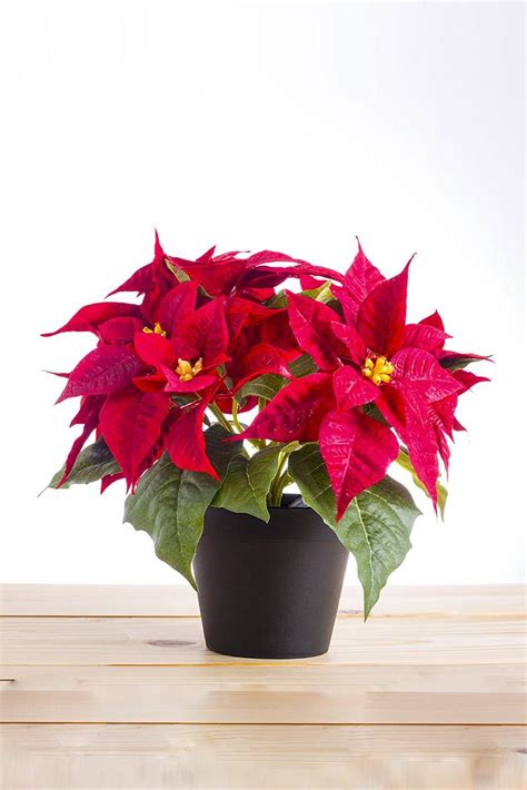 Poinsettia Flowering Indoor Plants Plantshopme