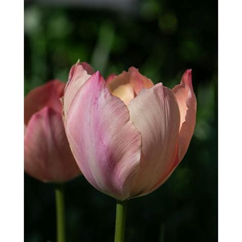 Tulip Salmon Van Eijk Bulbs Peter Nyssen Buy Flower Bulbs And