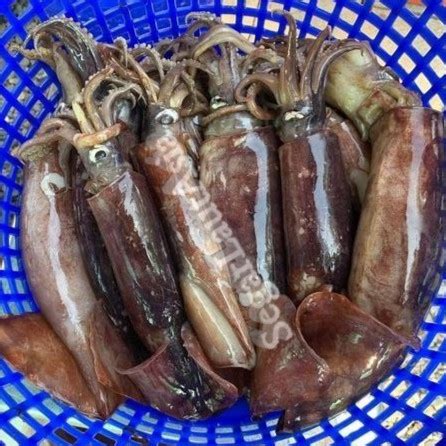 Jual Cumi Segar Cumi Kondom Kg Seafood Hasil Laut Segar Size