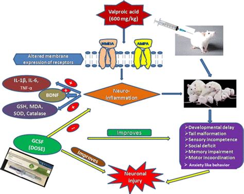 Granulocyte Colony Stimulating Factor Improved Core Symptoms Of Autism