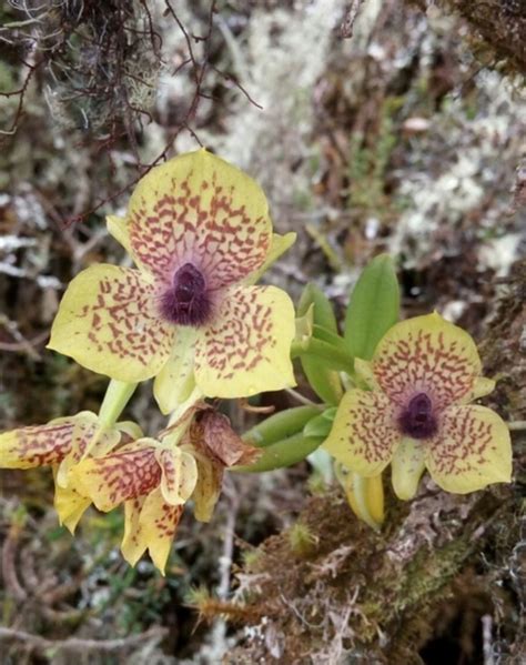 Telipogon Yolandae Flores Orquideas Bordados Rococo