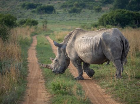 South Africa Rhino Conservation: Lodges Making a Difference