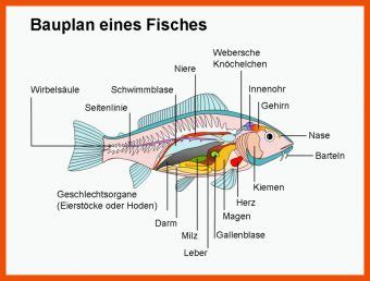 Fisch Aufbau Innere Organe Arbeitsblatt Biologie Arbeitsbl Tter