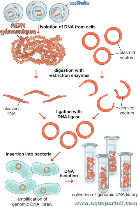 Adn Définition Et Explications