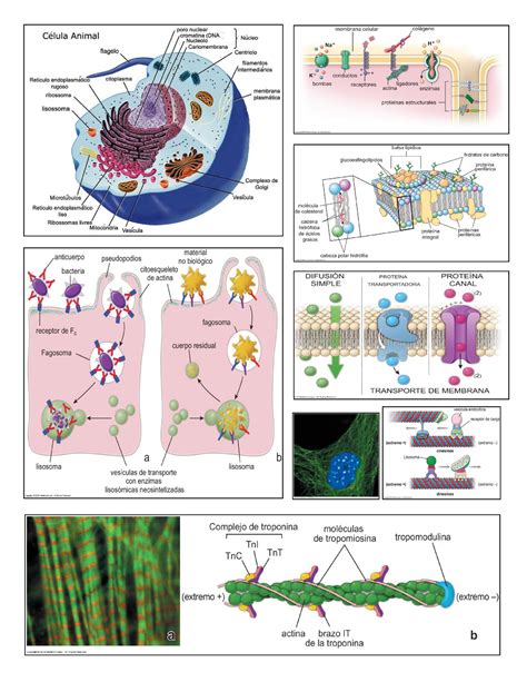 Célula Dibujos Histologia Y Embriologia Comparada Studocu