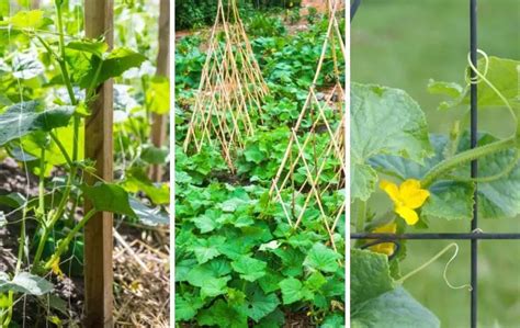 How To Grow Cucumber In Raised Beds Bed Gardening