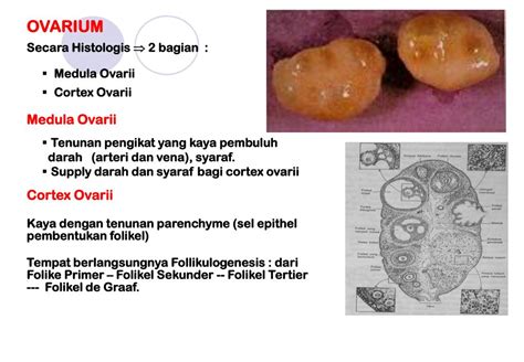 PPT - Anatomi Fisiologi ORGAN REPRODUKSI TERNAK BETINA PowerPoint ...