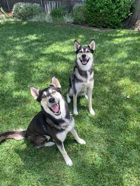 Pferdestärken Plateau Süd kangal husky mix Geburtsort Über Kopf und