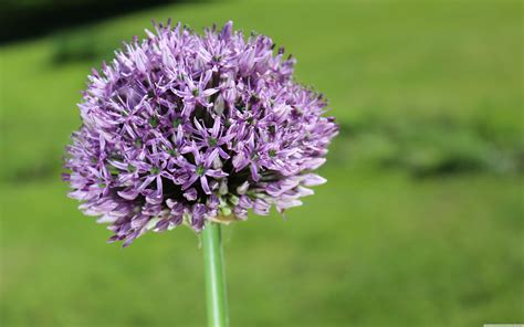 Allium Flower Garden Wallpapers - Wallpaper Cave