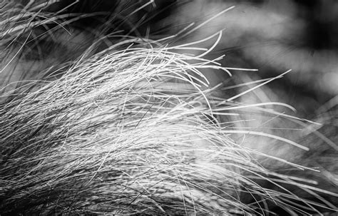 Texas Native Grasses BW Photograph by Joan Carroll - Pixels