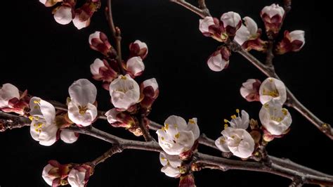 Spring Flowers Opening Beautiful Spring Apricot Tree Blossom Open