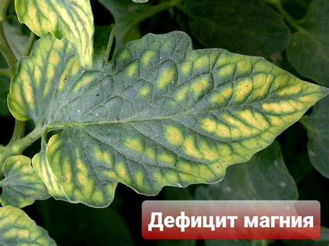Как по листьям определить, чего не хватает томатам: шпаргалка для ...