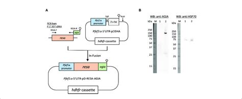 Episomal Expression Of Resa Agia In P Falciparum Blood Stage