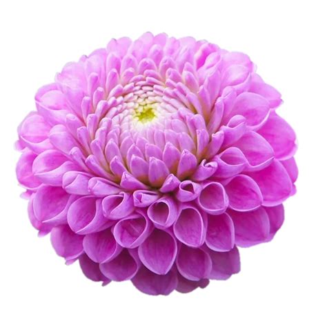 Dalia Fondo Transparente 13091612 PNG