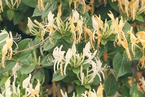 Growing Climbing Honeysuckle Vines In Your Garden