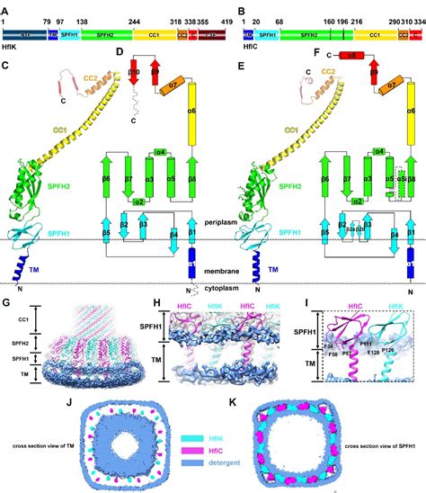 生命科学学院高宁课题组揭示spfh蛋白质家族组织功能性的细胞膜微域的分子基础 生物通