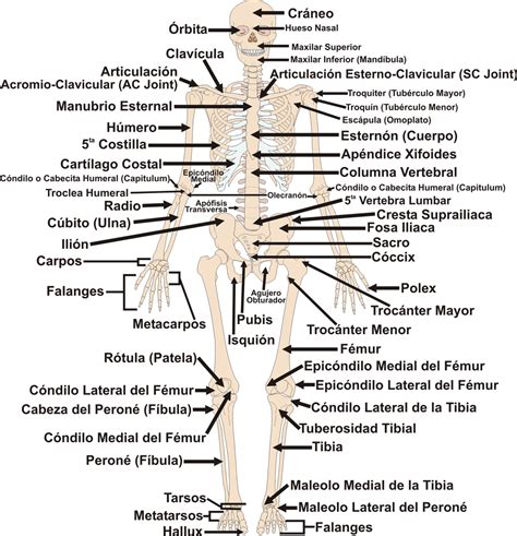 El Esqueleto Axial Y Apendicular Edgar Lopategui