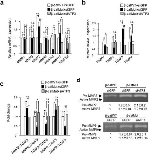 Atf Regulates Mmps Timps And Mmp Timp Mrna Expression But Not Mmp