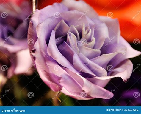 Your Majesty Royalty Full Bloom Small Purple Rose Stock Image