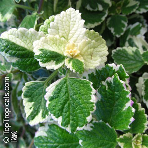 Plectranthus Coleoides White Edged Swedish Ivy