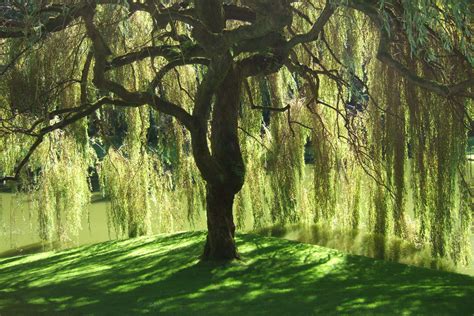 Willow Tree Wallpapers Wallpaper Cave