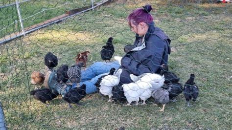 Hens Pure Bred Silver Laced Wyandottes Marans Araucana Polish