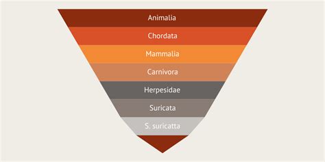 Meerkat Scientific Classification Infogram