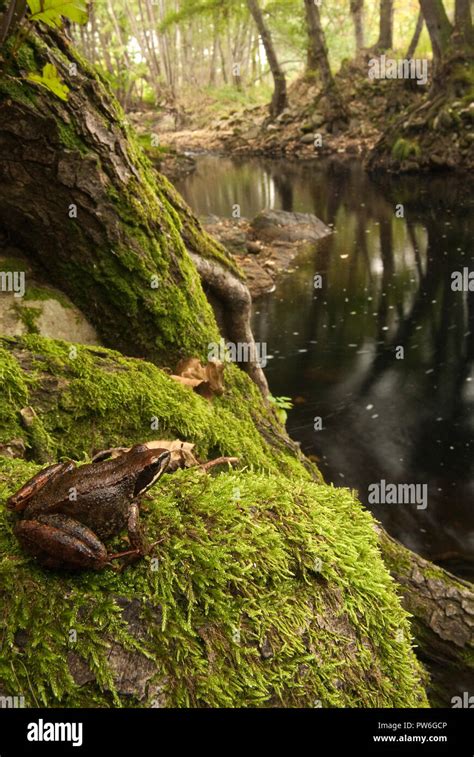 Aquatic Fauna Hi Res Stock Photography And Images Alamy