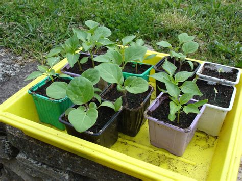 Quand vous semez vos légumes en godets faites vous ces erreurs qui