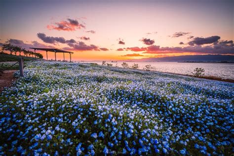 お花畑と思いきや別世界が出現「うわぁぁぁぁぁ綺麗」「天国みたい」投稿写真に33万人が絶賛画像6｜まいどなニュース