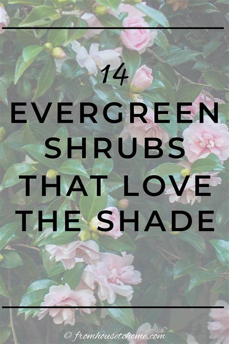 Evergreen Shrubs For Shade (That Look Good All Year)