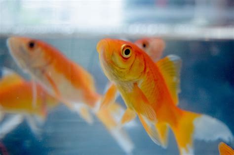 The Best Pond Fish to Own - Allan's Pet Center Blog