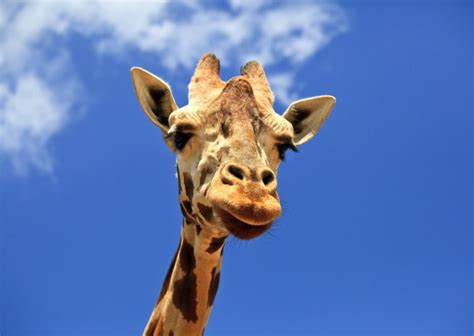 Жираф — Giraffe