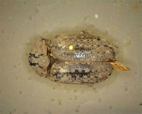 Carcass Beetles From Kimble County TX USA On June 12 2023 At 12 17