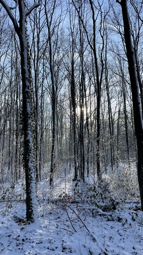 Winterwald Thomas Traeutlein Flickr