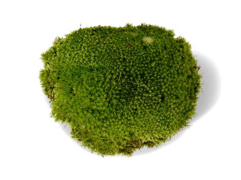Live Cushion Moss For Terrariums Bun Moss Tropical Glass