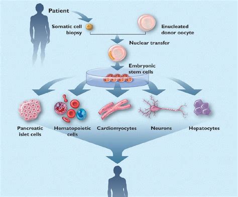 How Renewing Stem Cells Leads To Rejuvenation Life Extension